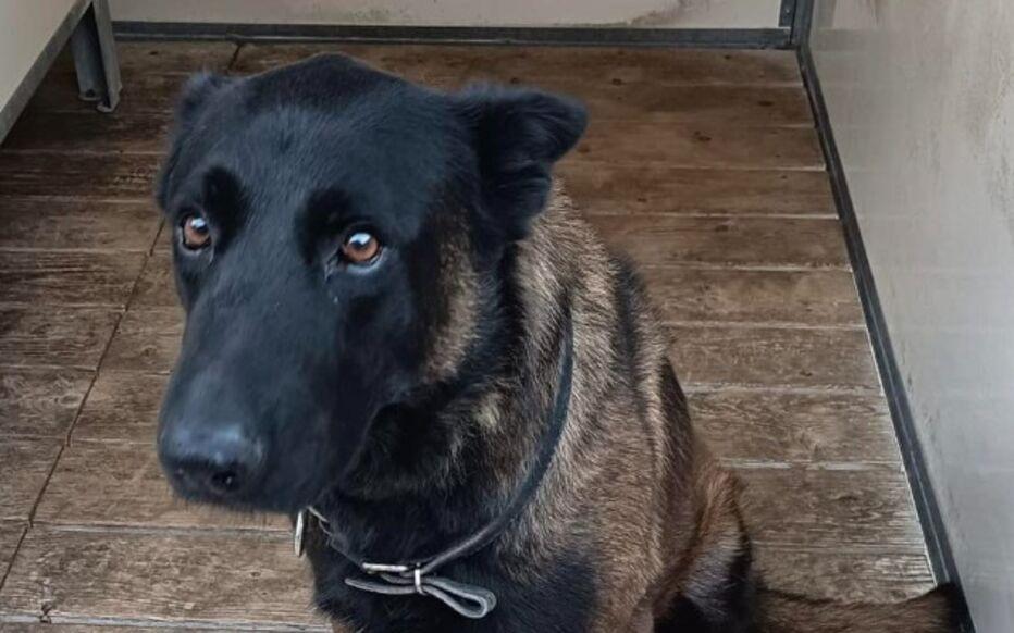 stake.com-在梅斯vs里昂的比赛赛后，一条警犬在干预球迷斗殴过程中丧生